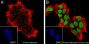 Anti-Crotonyl-Histone H3 (Lys18) Rabbit mAb