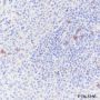 Anti-CD8 alpha Mouse mAb