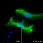 Anti-Desmin Rabbit mAb