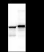 Anti-Desmin Rabbit mAb