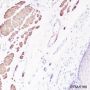 Anti-Desmin Rabbit mAb