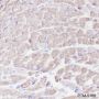Anti-Desmin Rabbit mAb