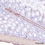 Anti-Desmin Rabbit mAb