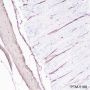 Anti-Desmin Rabbit mAb