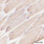Anti-Desmin Rabbit mAb