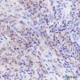 Anti-CD33 Rabbit mAb