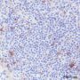 Anti-CD33 Rabbit mAb