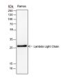 Anti-Lambda Light Chain Rabbit mAb