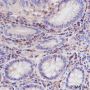 Anti-CD45 Mouse mAb