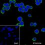 Anti-CD45 Mouse mAb