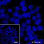 Anti-CD45 Mouse mAb