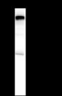 Anti-MSH6 Mouse mAb