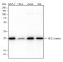 Anti-Bcl-2 Rabbit mAb