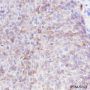 Anti-GLUT1 Rabbit mAb