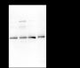 Anti-PRDM1/Blimp1 Mouse mAb