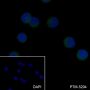 Anti-PRDM1/Blimp1 Mouse mAb