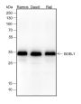 Anti-BOB-1/OBF-1 Rabbit mAb