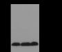 Anti-Crotonyl-Histone H4 (Lys5) Rabbit pAb