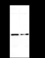 Anti-4-1BBL/TNFSF9 Mouse mAb