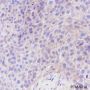 Anti-B7-H3/CD276 Rabbit mAb