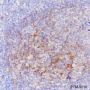 Anti-B7-H3/CD276 Rabbit mAb