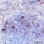 Anti-B7-H3/CD276 Rabbit mAb