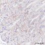 Anti-B7-H3/CD276 Rabbit mAb