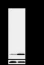 Anti-Crotonyl-Histone H4 (Lys5) Rabbit mAb