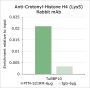 Anti-Crotonyl-Histone H4 (Lys5) Rabbit mAb