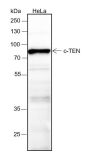 Anti-TNS4/CTEN Rabbit mAb