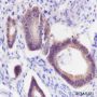 Anti-N-Cadherin Rabbit mAb