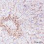 Anti-N-Cadherin Rabbit mAb