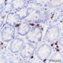 Anti-IGJ Rabbit mAb