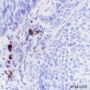 Anti-IGJ Rabbit mAb