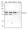 Anti-IKAROS Rabbit mAb