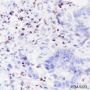 Anti-IKAROS Rabbit mAb