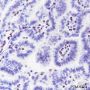 Anti-IKAROS Rabbit mAb