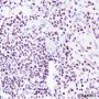 Anti-IKAROS Rabbit mAb