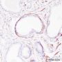 Anti-Vinculin Rabbit mAb