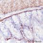 Anti-Vinculin Rabbit mAb