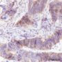 Anti-ENT1 Rabbit mAb