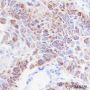 Anti-iNOS Rabbit mAb