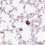 Anti-iNOS Rabbit mAb