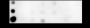 Anti-Crotonyl-Histone H4 (Lys8) Rabbit mAb