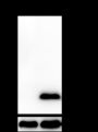 Anti-Crotonyl-Histone H4 (Lys8) Rabbit mAb