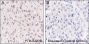 Anti-Crotonyl-Histone H4 (Lys8) Rabbit mAb