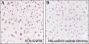 Anti-Crotonyl-Histone H4 (Lys8) Rabbit mAb
