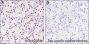 Anti-Crotonyl-Histone H4 (Lys8) Rabbit mAb