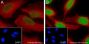 Anti-Crotonyl-Histone H4 (Lys8) Rabbit mAb