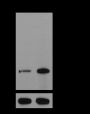 Anti-Crotonyl-Histone H4 (Lys12) Rabbit pAb